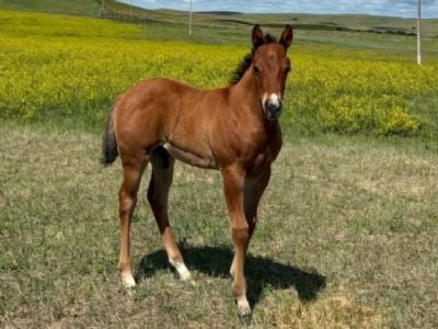 Top Gun Wolfman JW <BR>AQHA 6494221